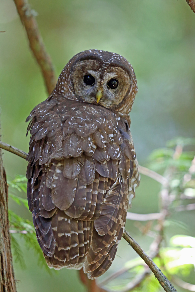 Spotted Owl reference