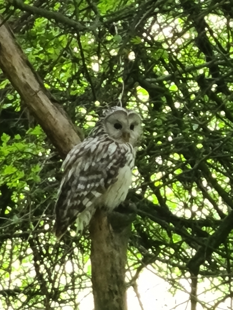 Ural Owl reference