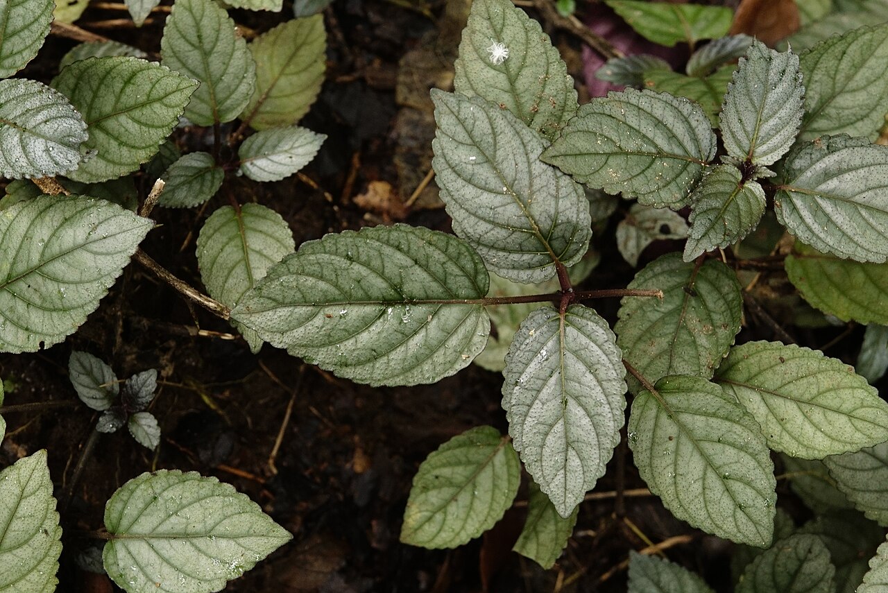 Red Ivy reference