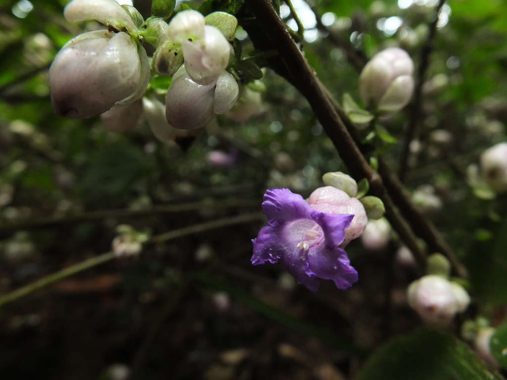 Strobilanthes heyneana reference