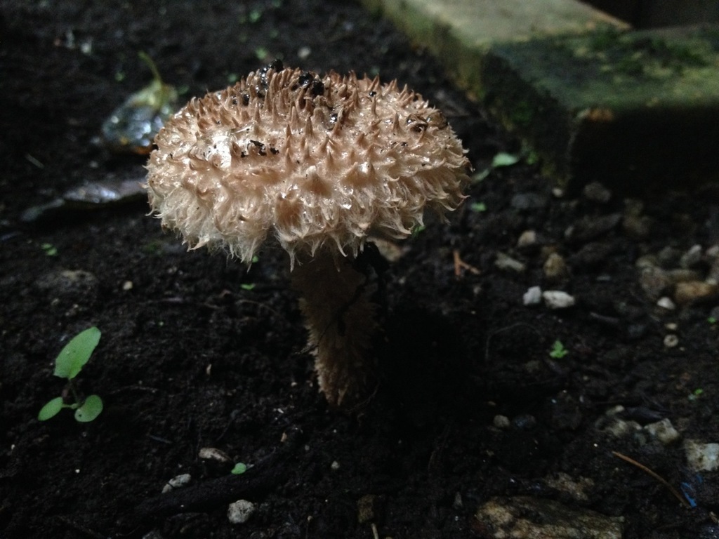 Strobilomyces confusus reference