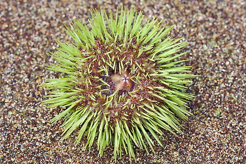 Green Sea Urchin reference