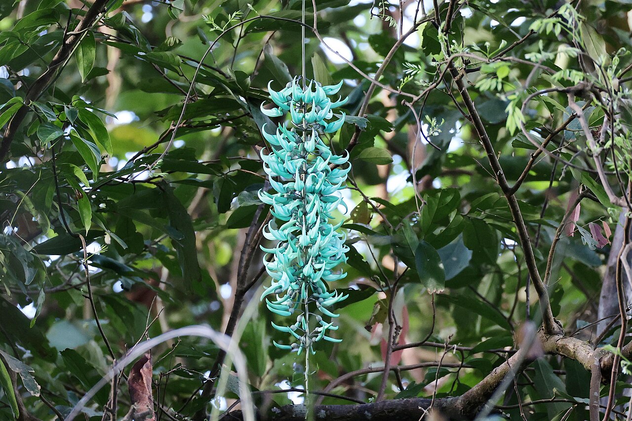 Jade Vine reference