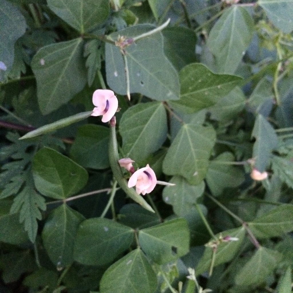 Trailing Fuzzy-bean reference