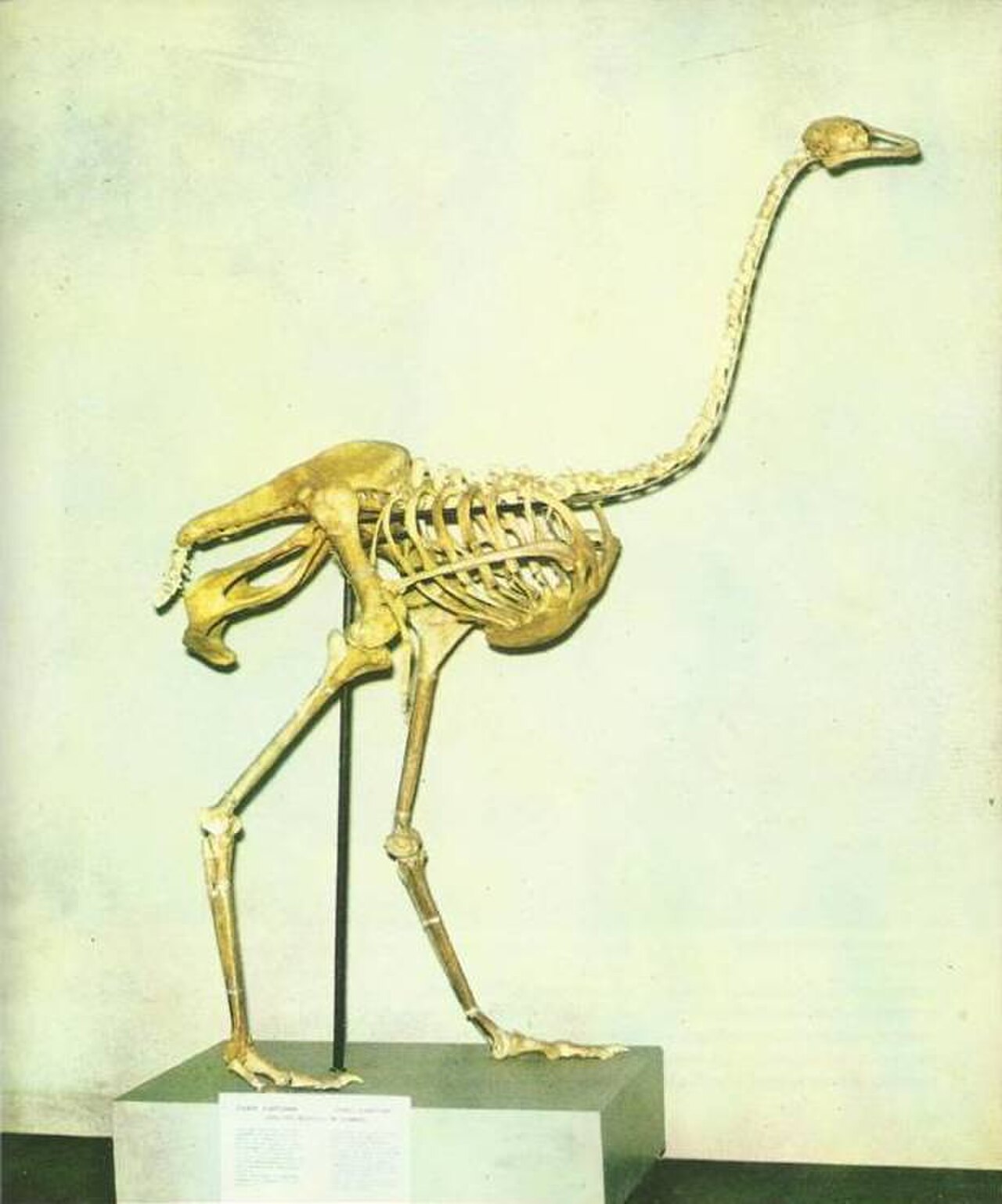Asian Ostrich reference