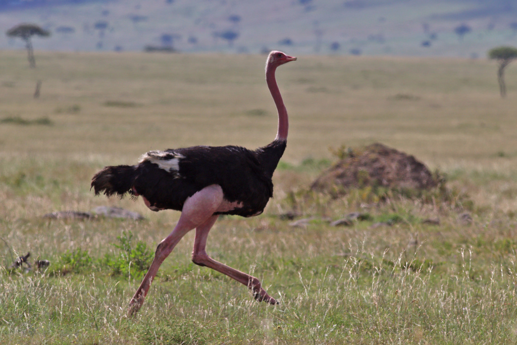 Common Ostrich reference