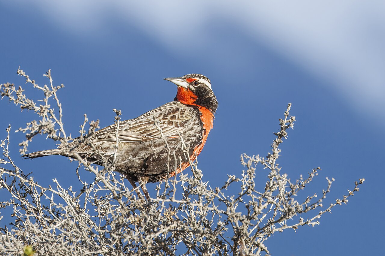 Long-tailed Meadowlark reference