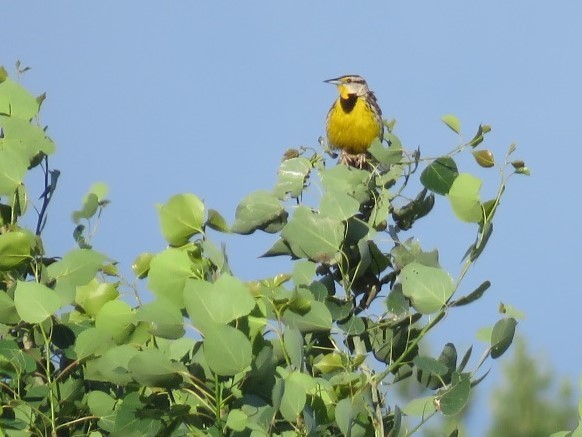 Eastern Meadowlark reference