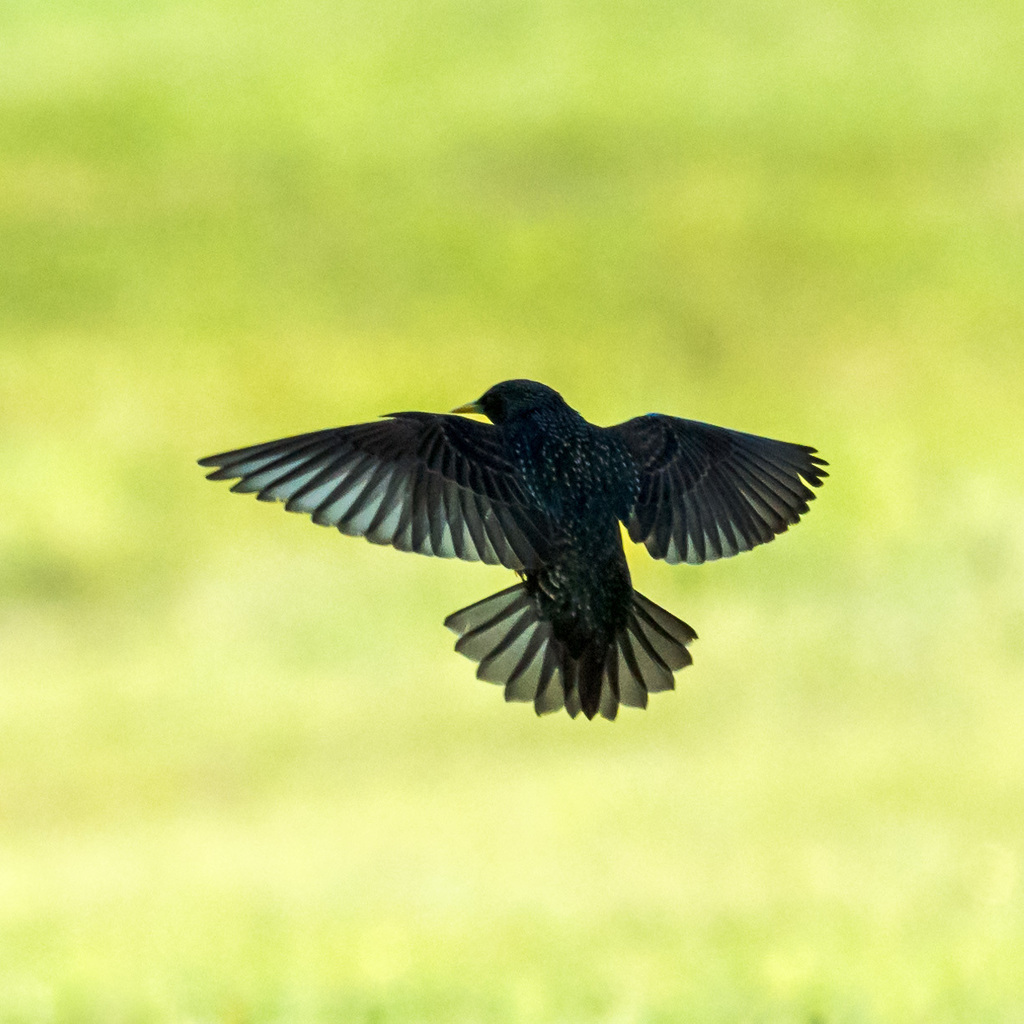 European Starling reference
