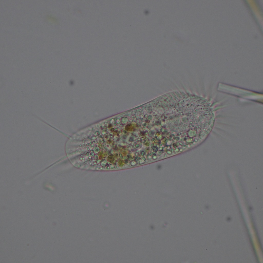 Stylonychia mytilus reference