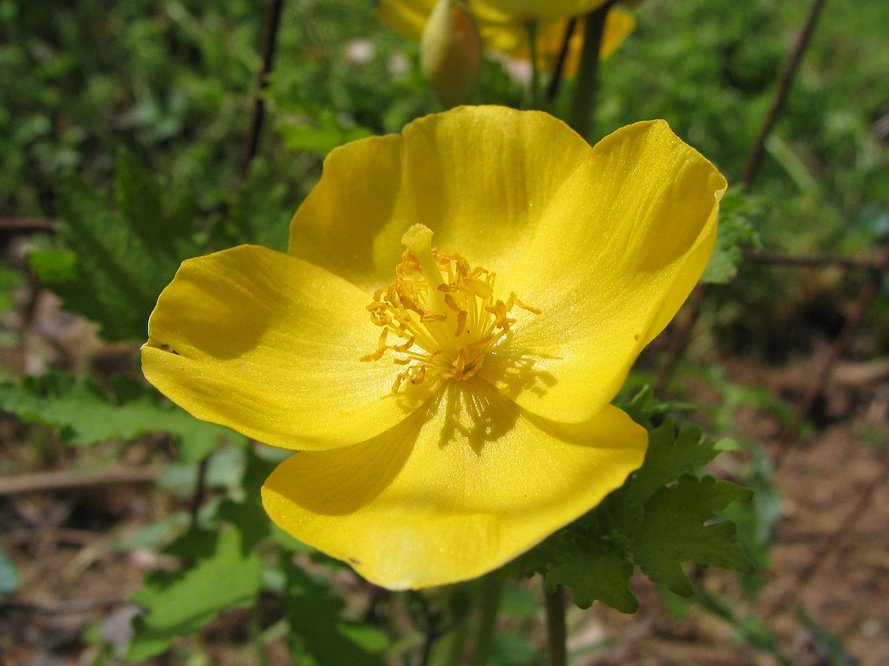 Stylophorum diphyllum reference