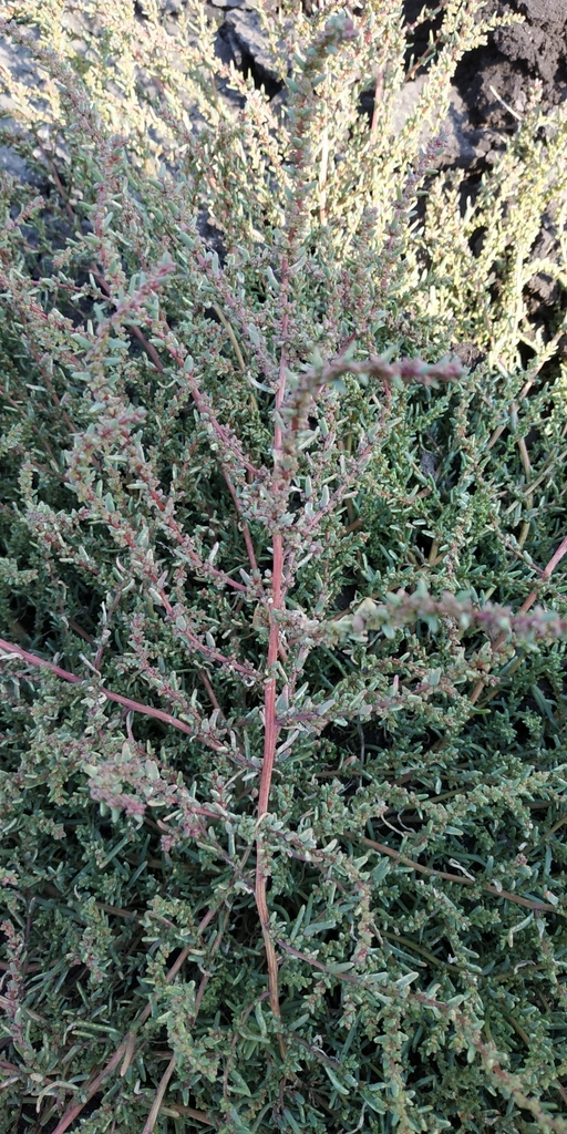 Striped-stalked Saltwort reference