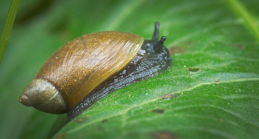 Common European Ambersnail reference