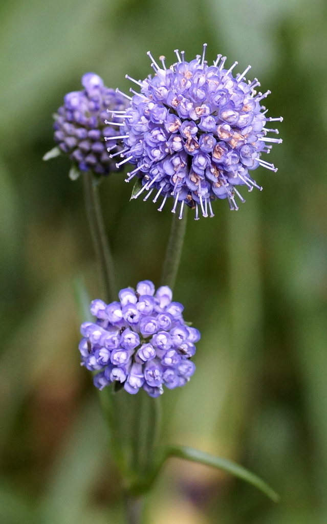 Devil's-bit Scabious reference