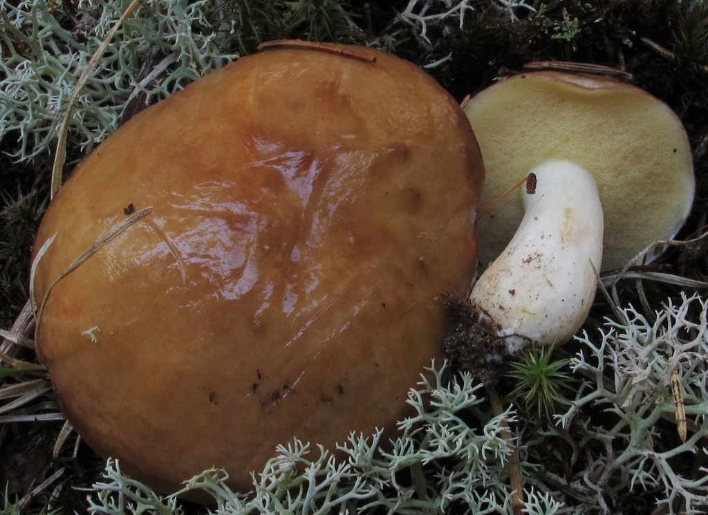 Short-stalked Suillus reference