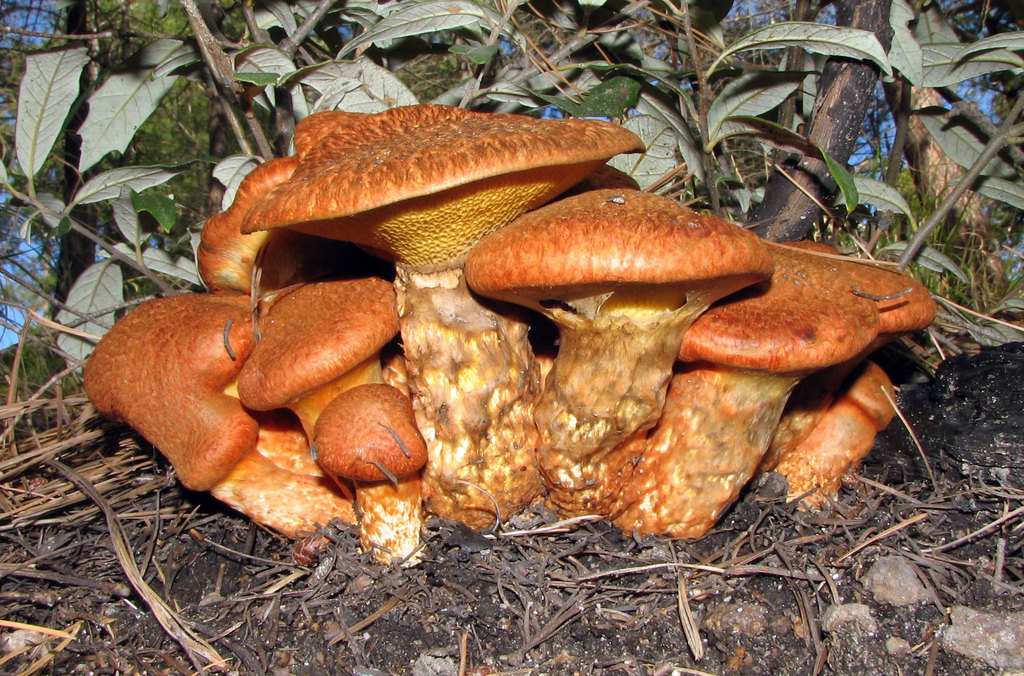Western Painted Suillus reference