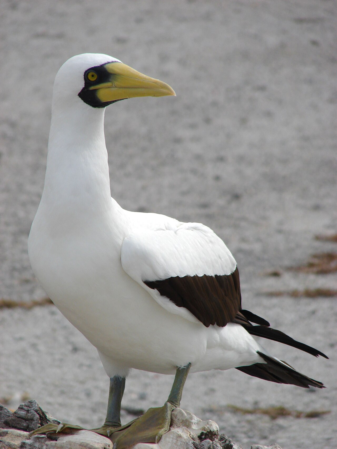 Masked Booby reference