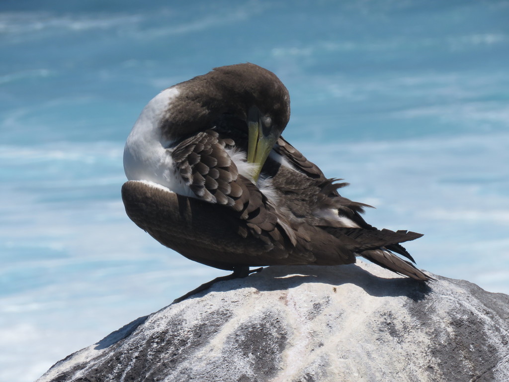 Nazca Booby reference