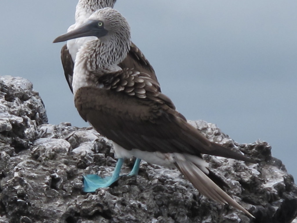 Blue-footed Booby reference