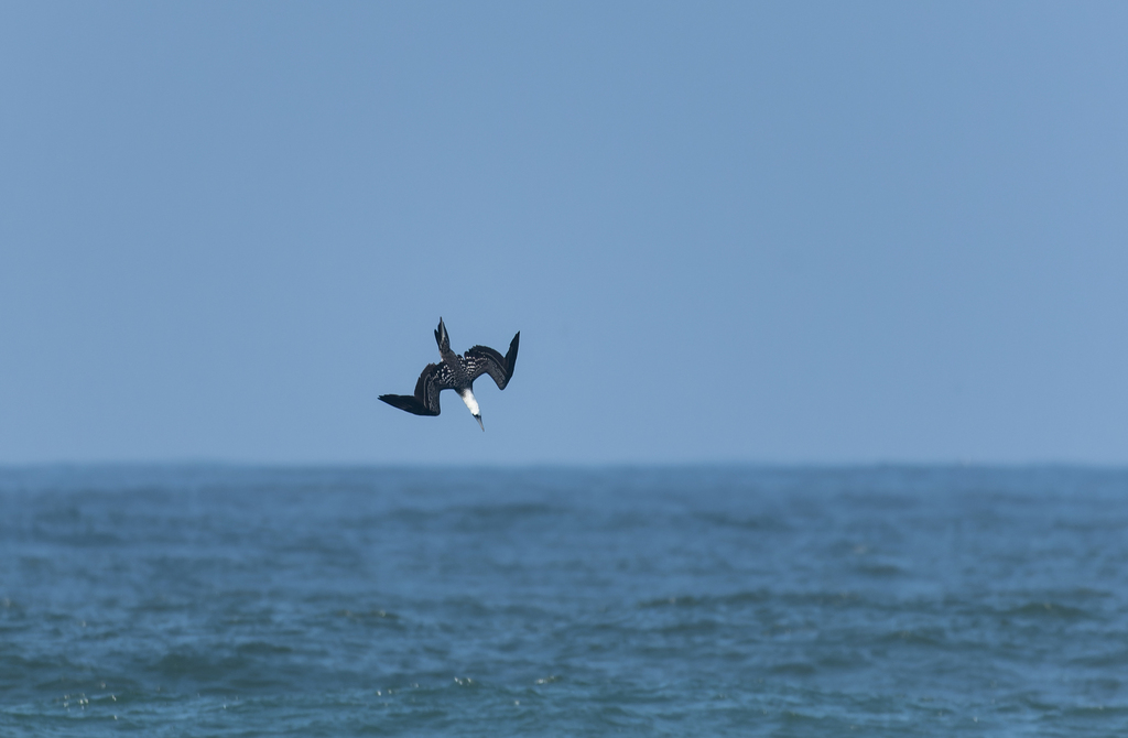 Peruvian Booby reference
