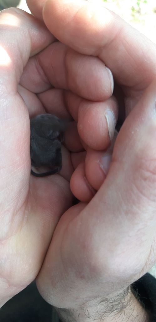 Pygmy White-toothed Shrew reference