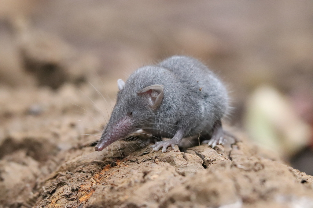 Asian House Shrew reference