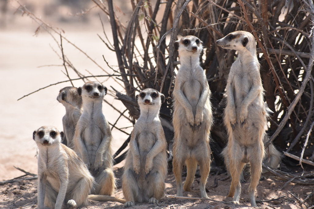Meerkat reference