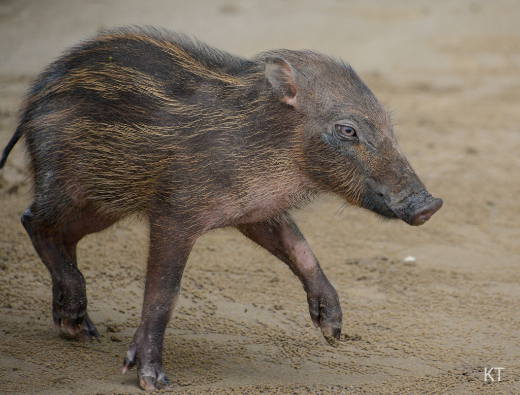 Western Bearded Pig reference