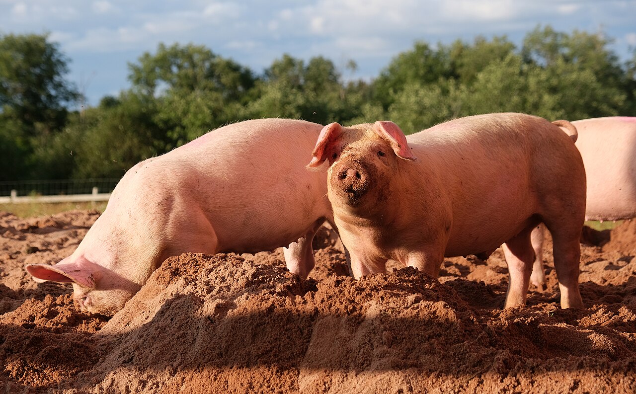 Pig reference