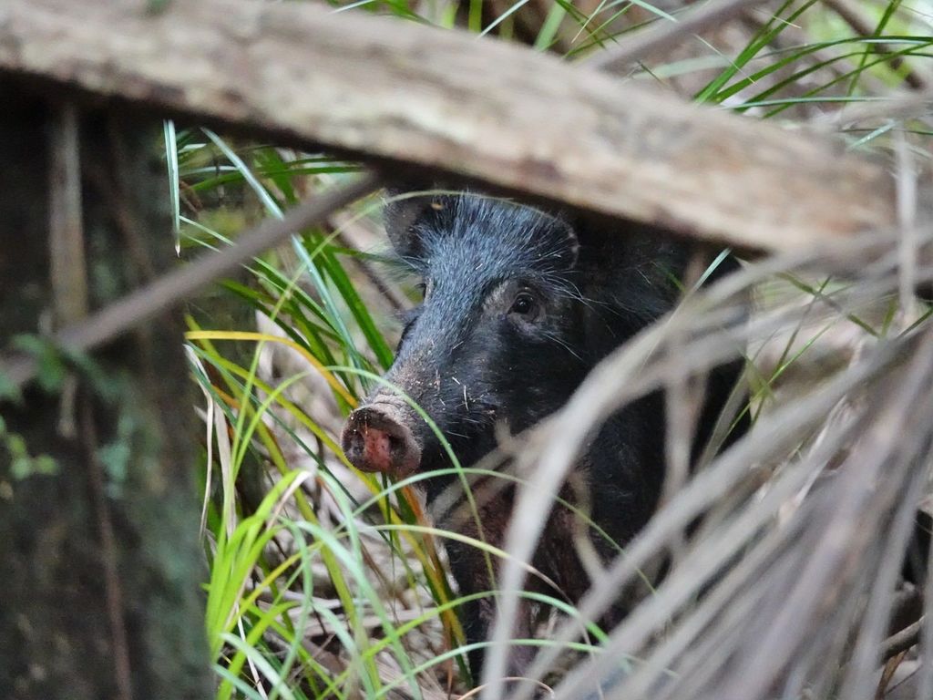 Sus scrofa domesticus reference