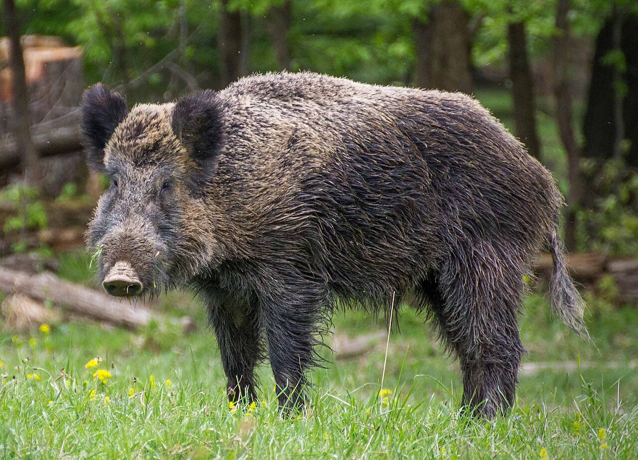 Wild Boar reference