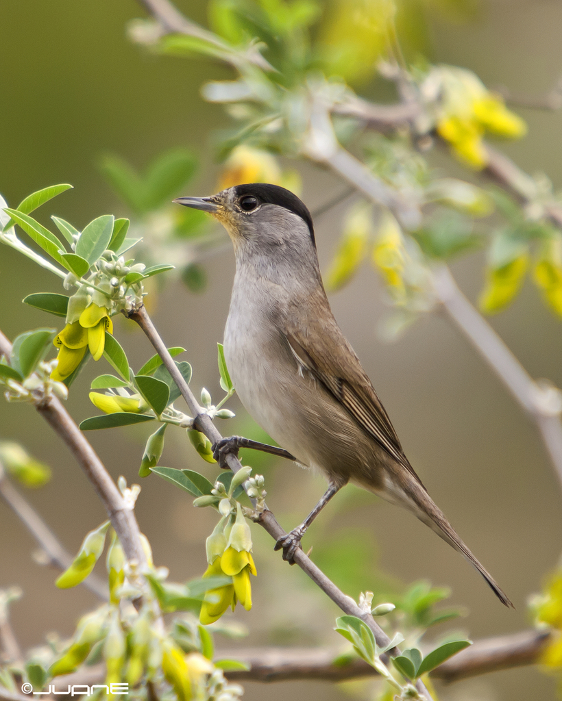 Eurasian Blackcap reference