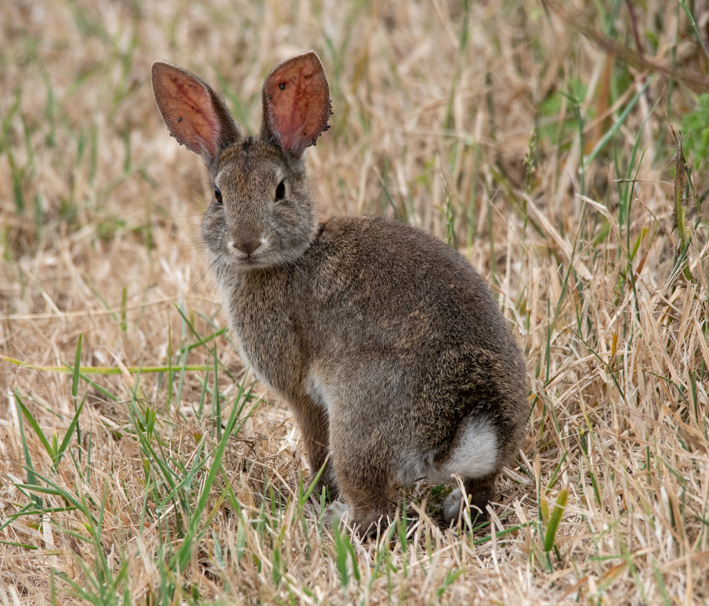 Brush Rabbit reference