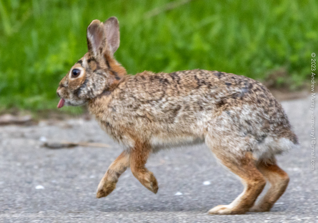 Eastern Cottontail reference