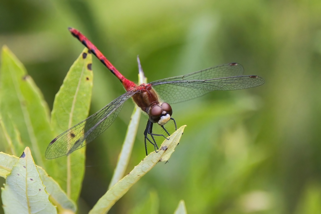 White-faced Meadowhawk reference