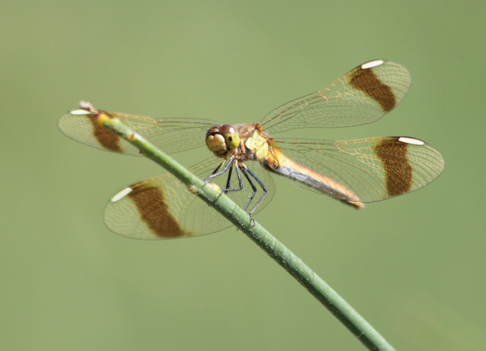 Banded Darter reference