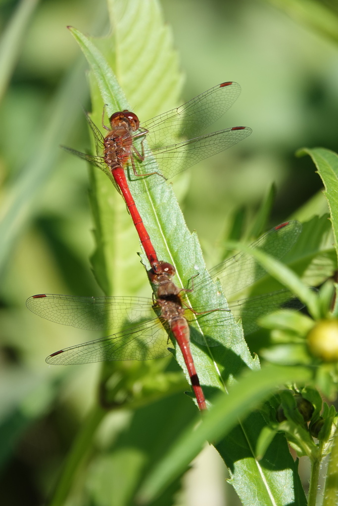 Autumn Meadowhawk reference