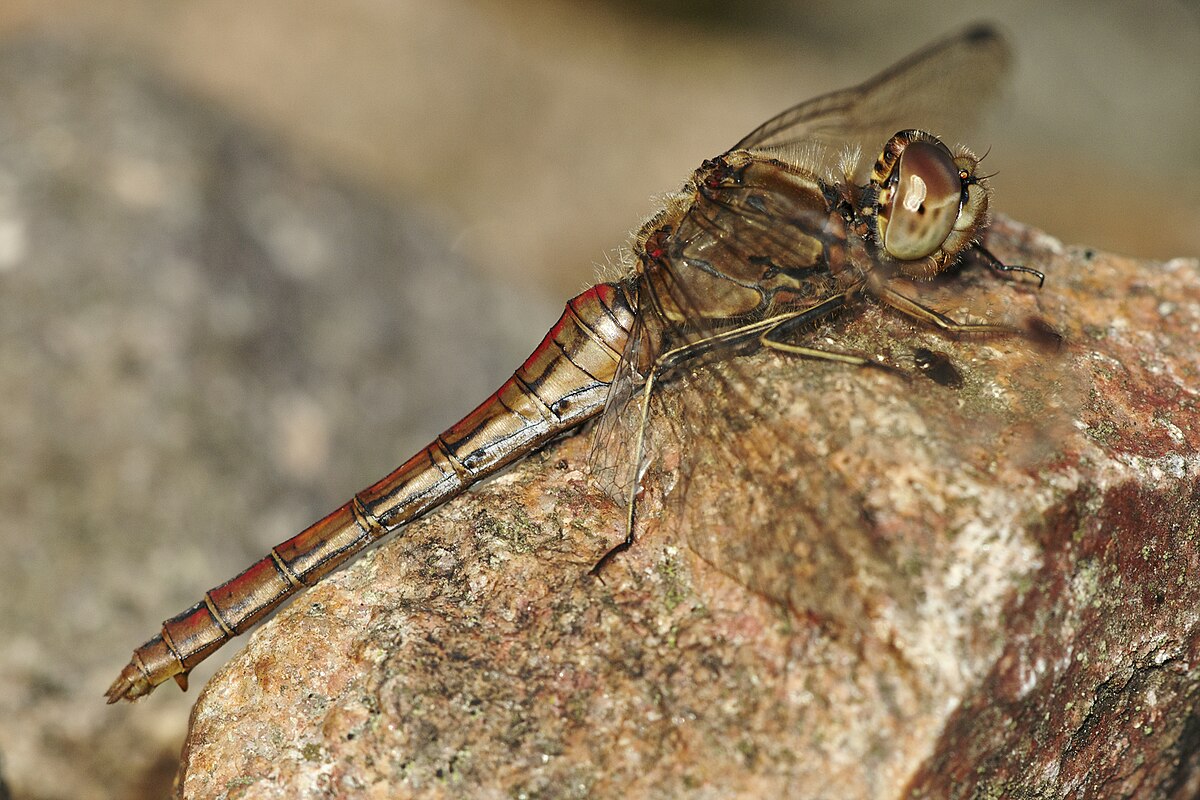 Vagrant Darter reference