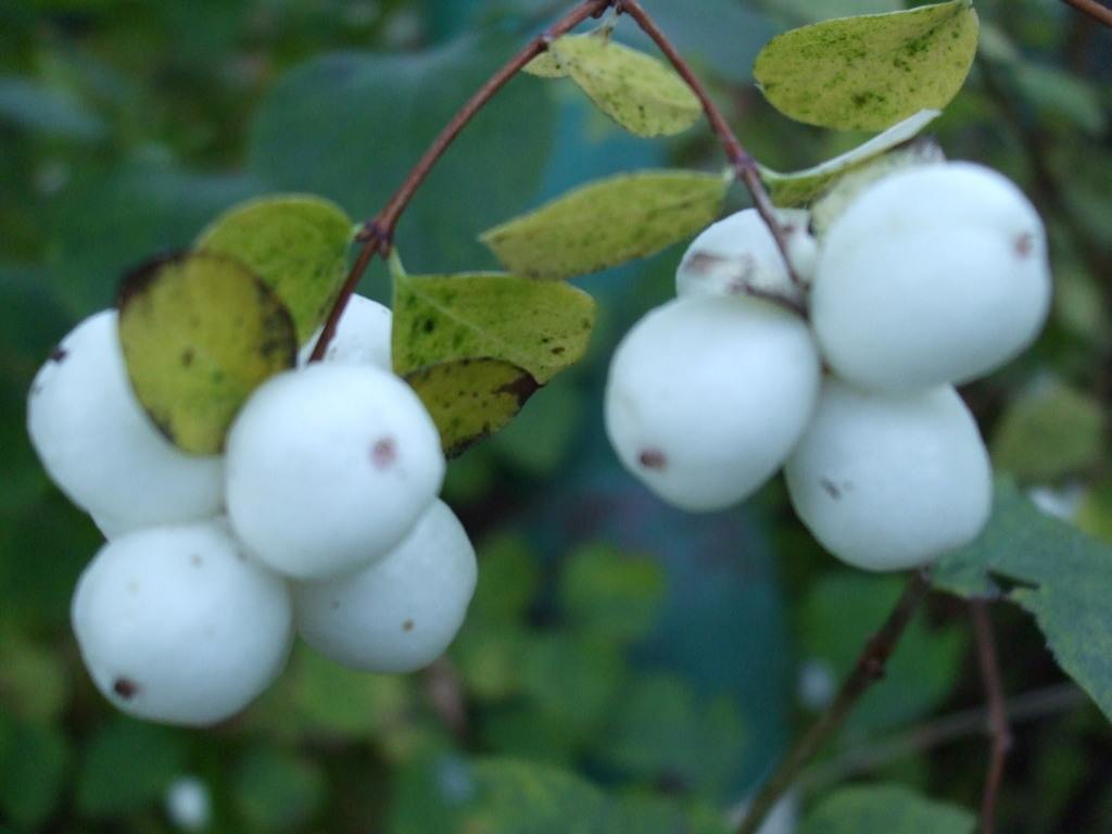 Symphoricarpos albus reference