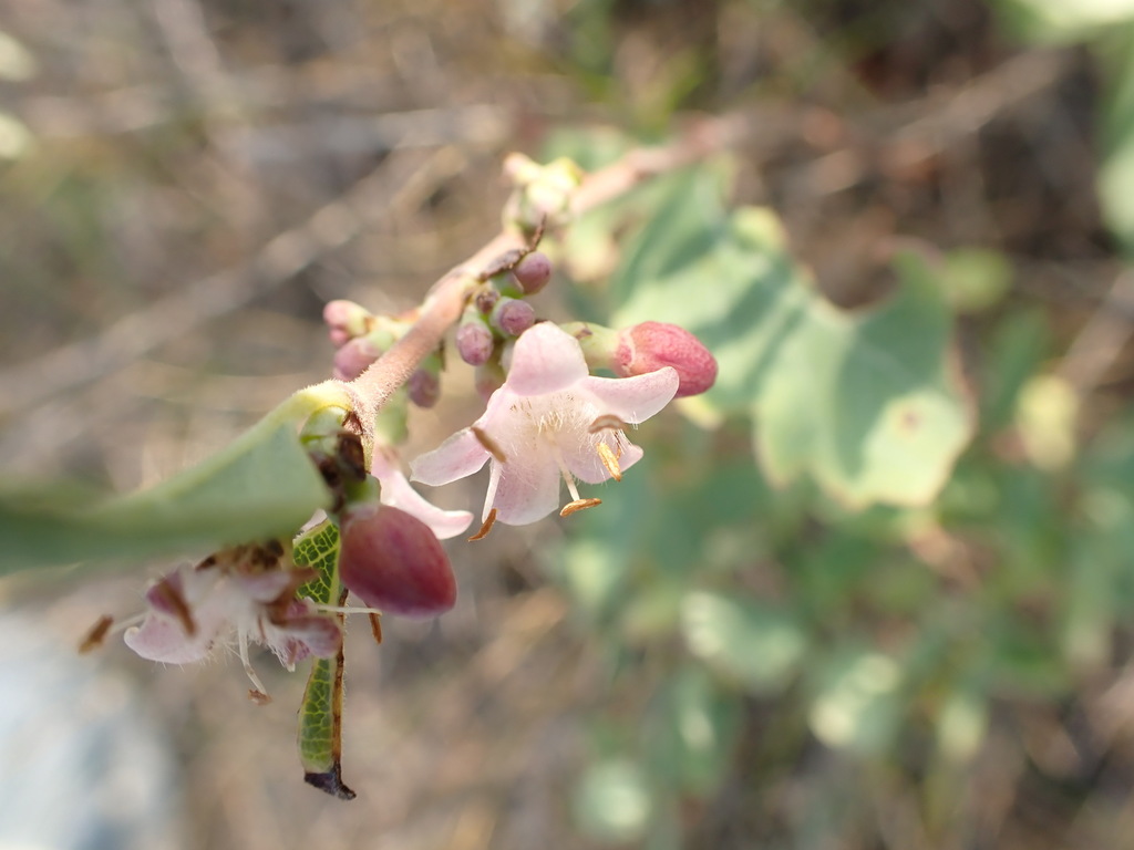 Western Snowberry reference