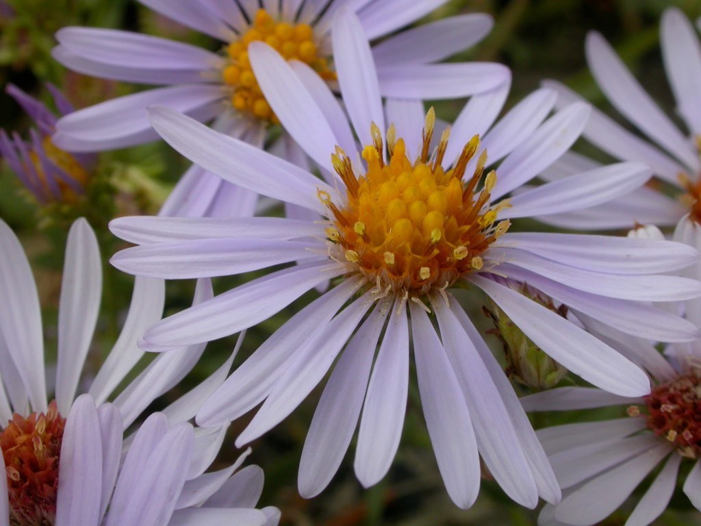 western aster reference