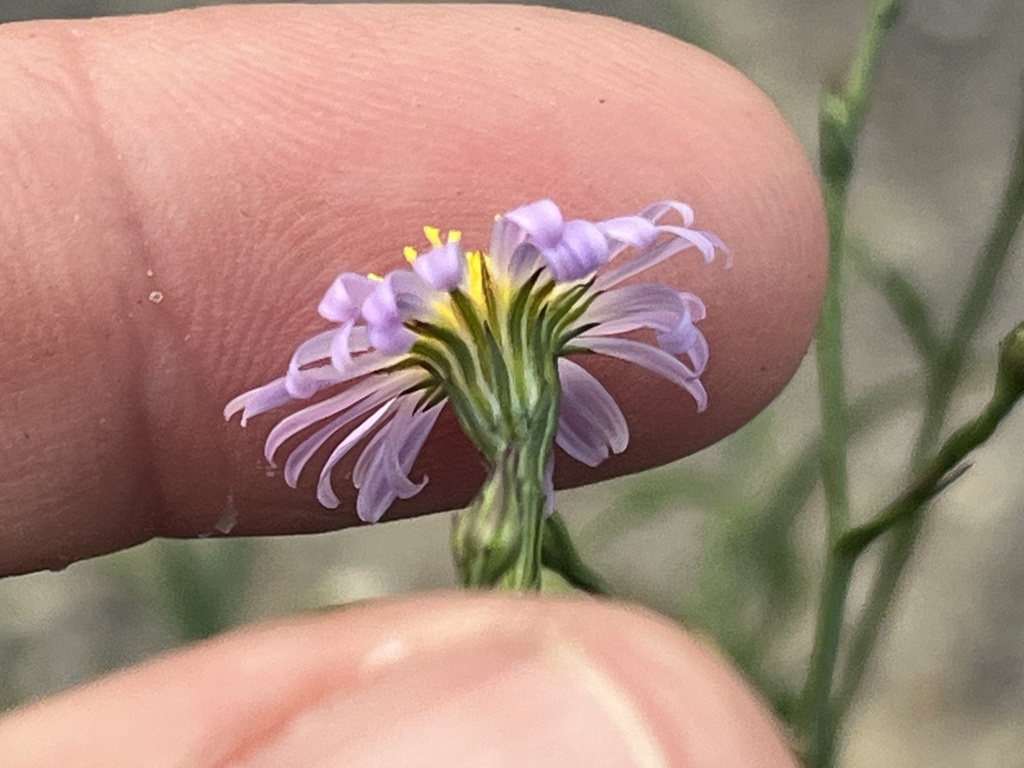 Southern Annual Saltmarsh Aster reference