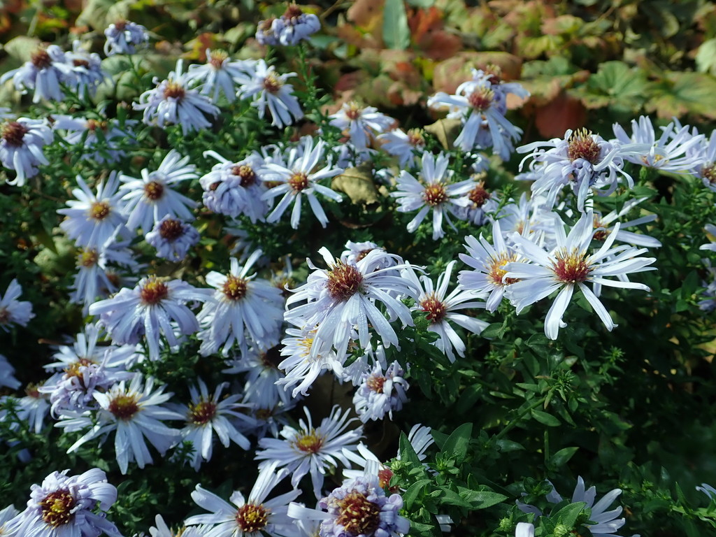 Bushy Aster reference