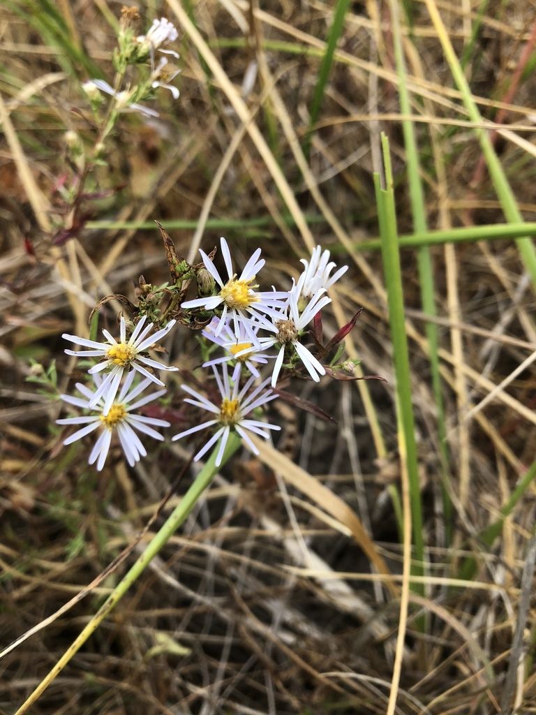 Hall's Aster reference