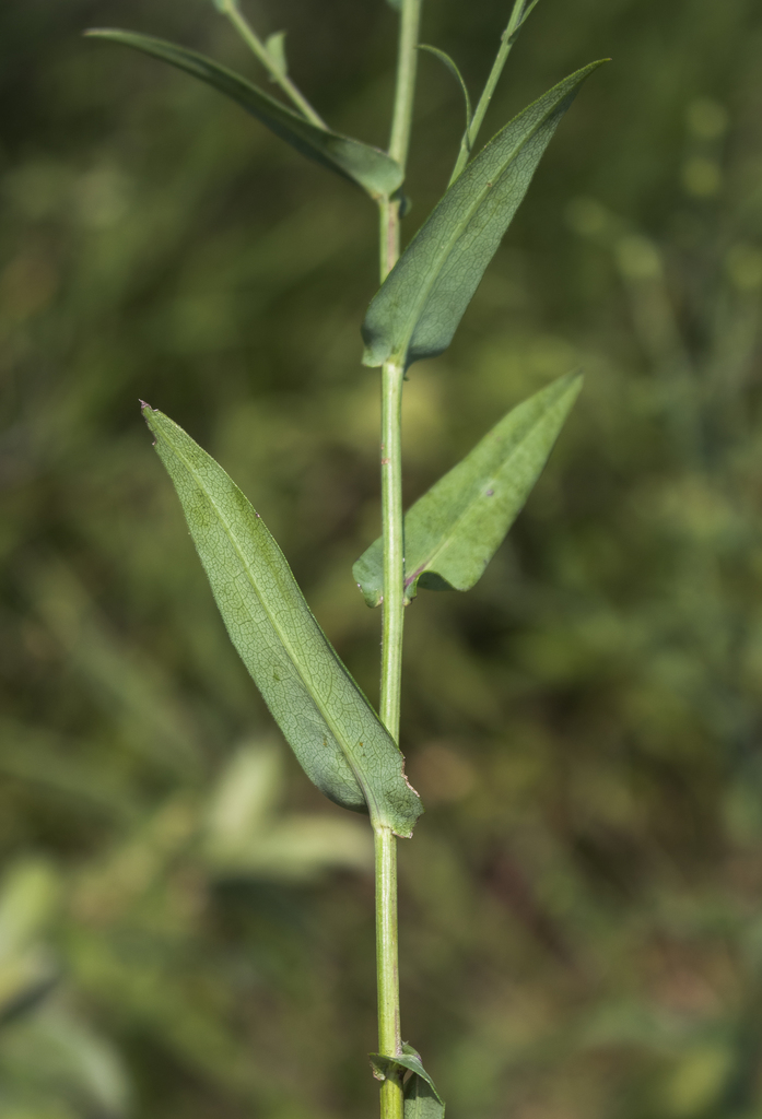 smooth blue aster reference