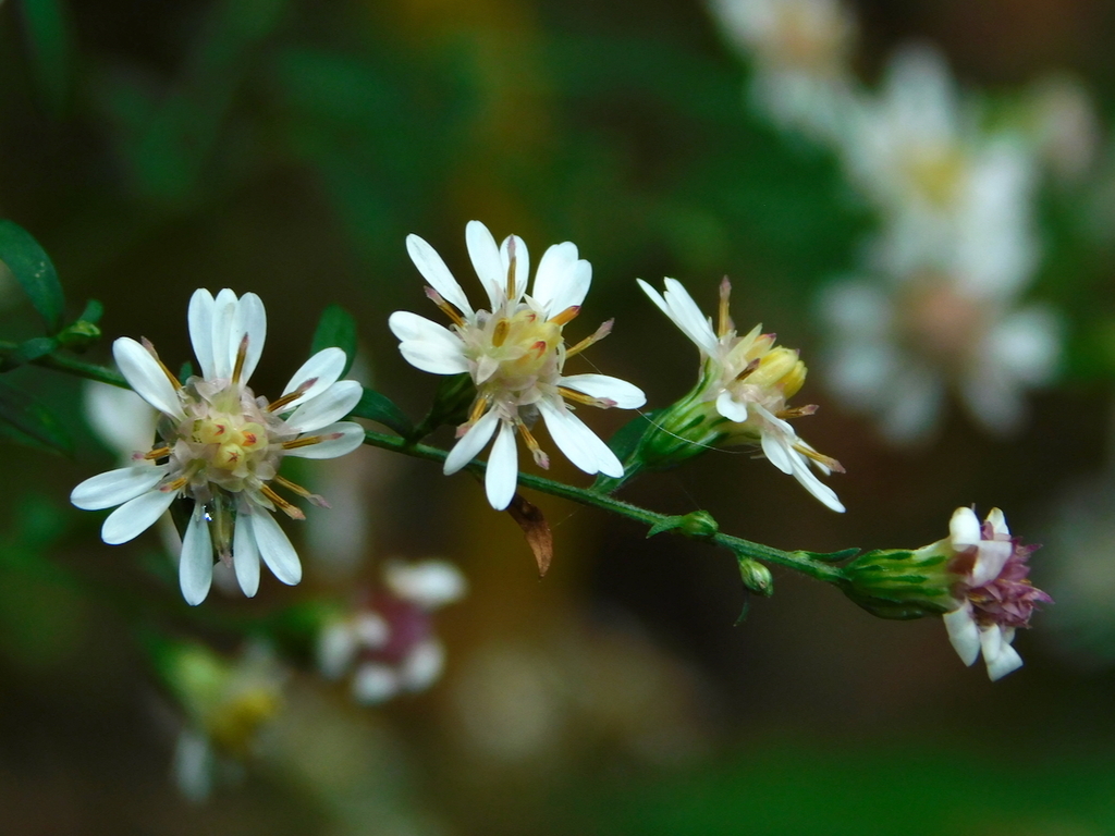 Calico Aster reference