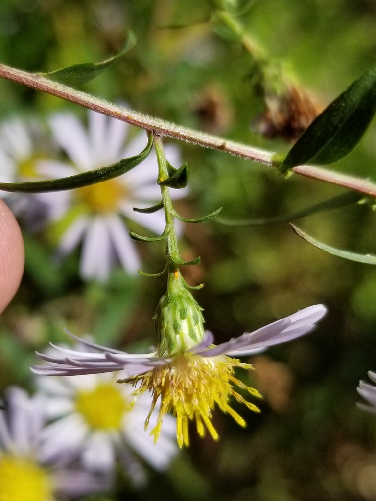 New York aster reference