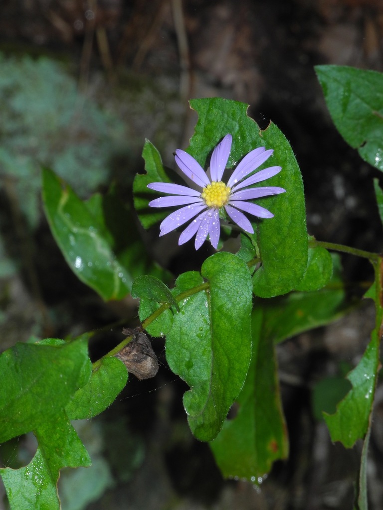 Late Purple Aster reference