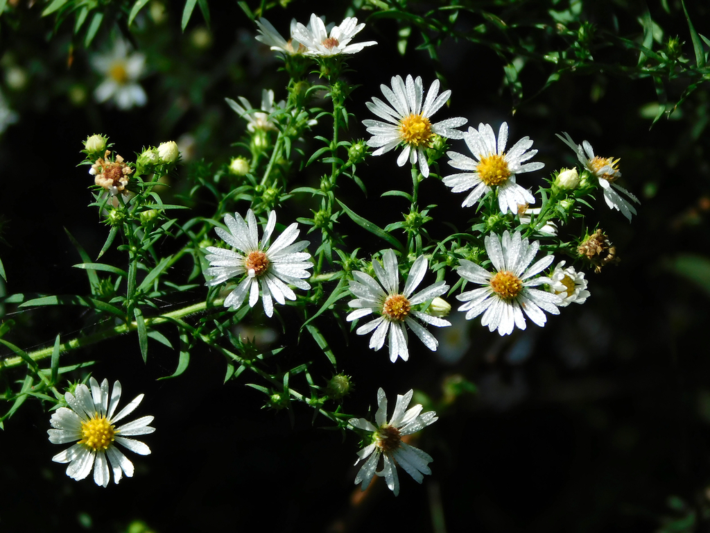 hairy white oldfield aster reference