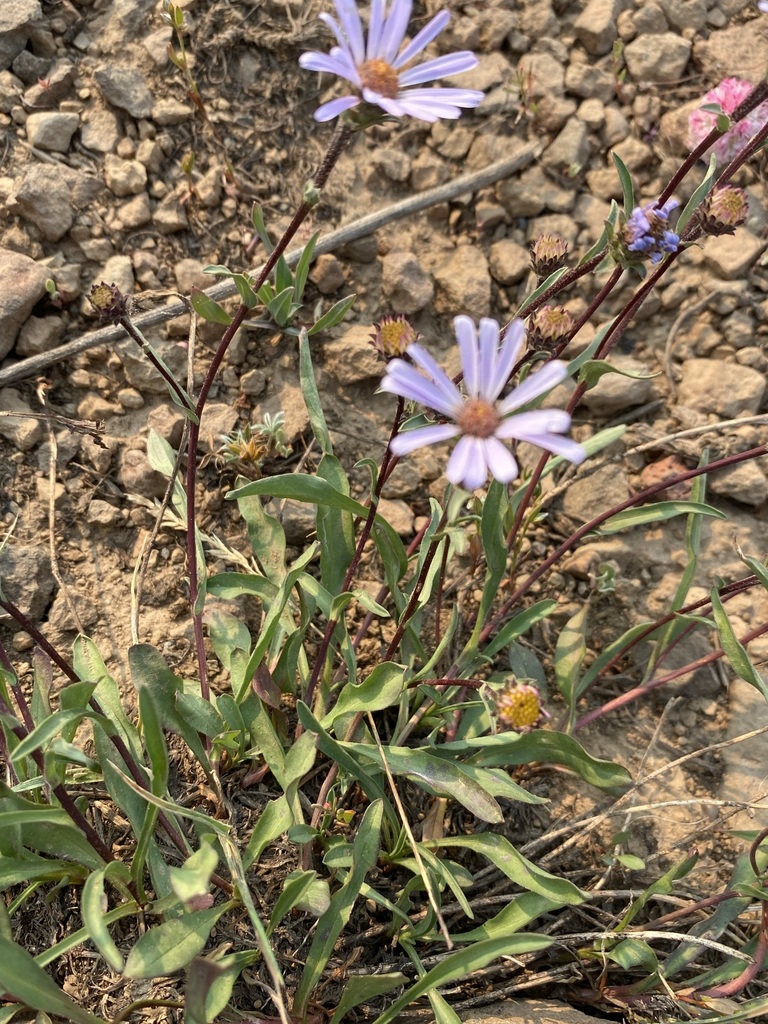 Western Mountain Aster reference